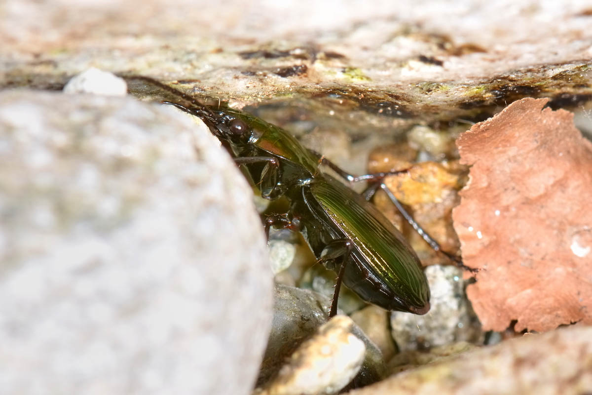Pterostichus auratus (Carabidae)